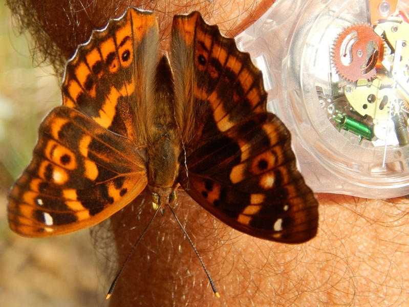 Il tempo...di un battito d''ali...